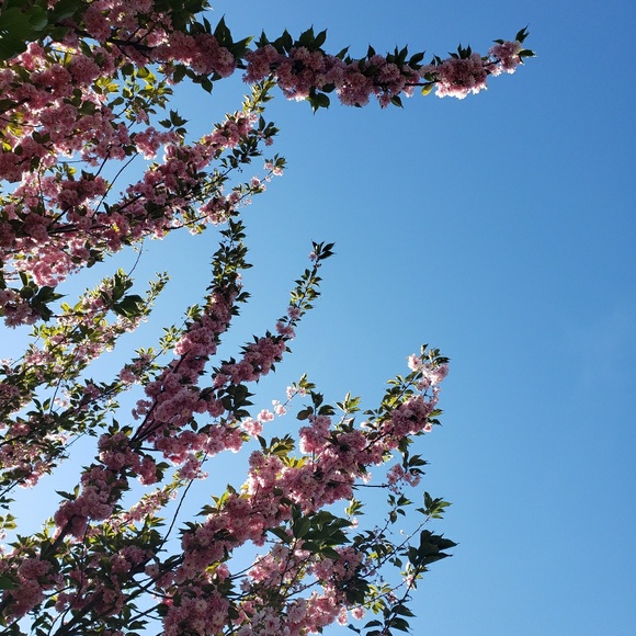 Meet your Posher, Rosalin - Picture 1 of 1